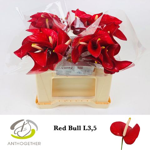 Срезанные цветы оптом Anthurium red bull от 40шт из Голландии с доставкой по России