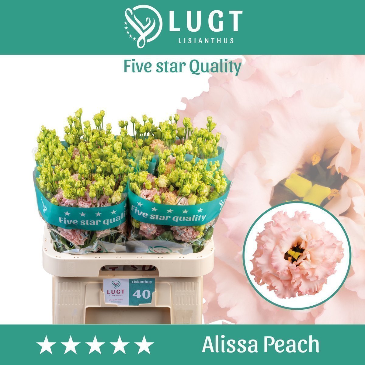 Срезанные цветы оптом Lisianthus do alissa peach от 40шт. из Голландии с доставкой по России