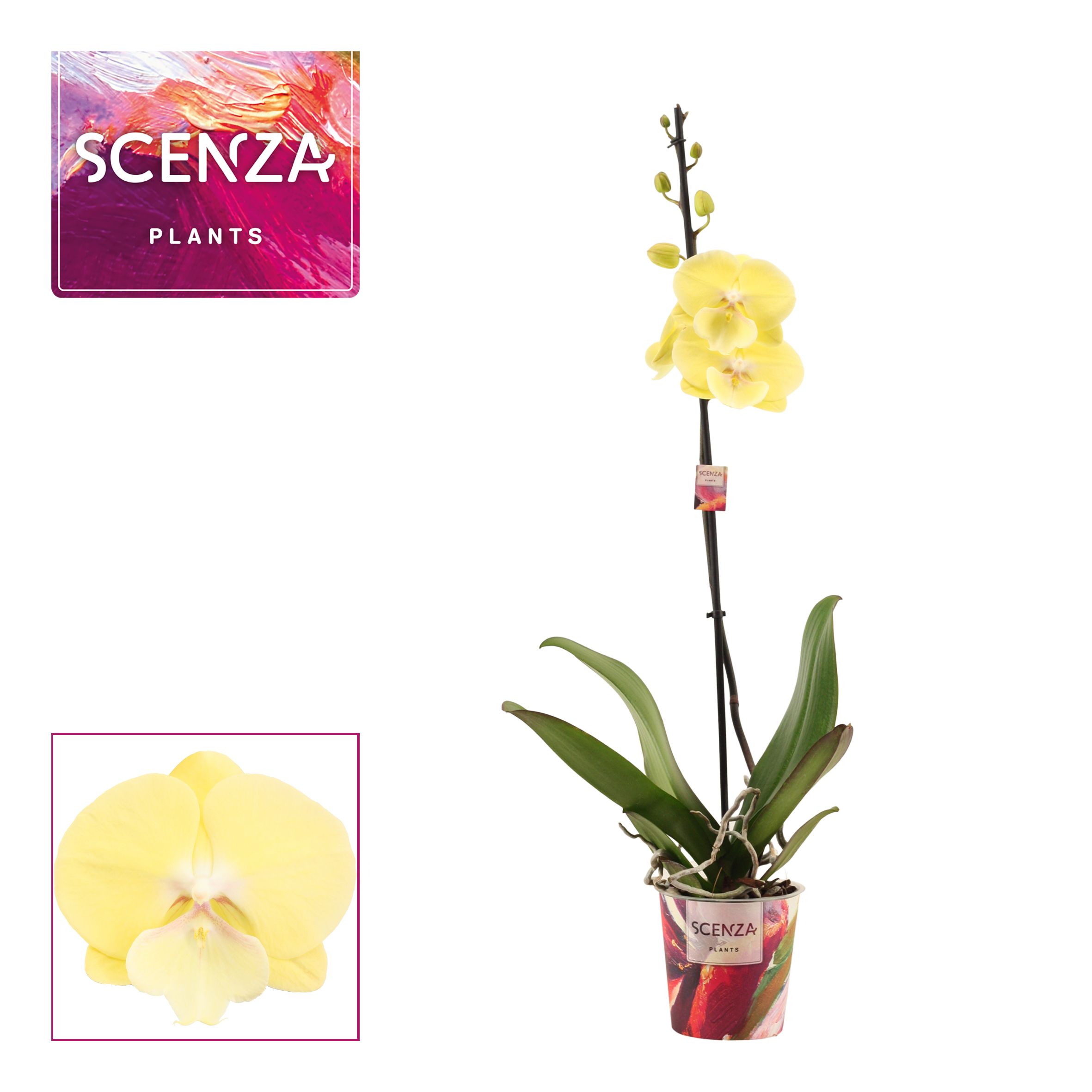 Горшечные цветы и растения оптом Phal 1st Limoncello Kiss от 10шт из Голландии с доставкой по России