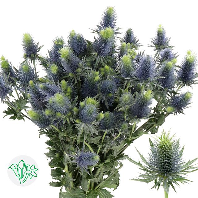 Срезанные цветы оптом Eryngium supernova от 60шт. из Голландии с доставкой по России