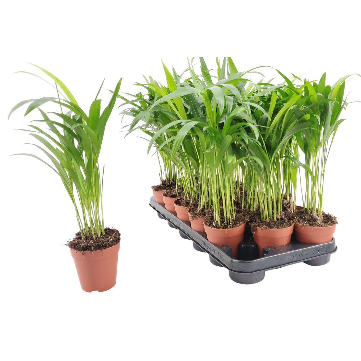 Горшечные цветы и растения оптом Dypsis Lutescens от 18шт (для телеги) из Голландии с доставкой по России