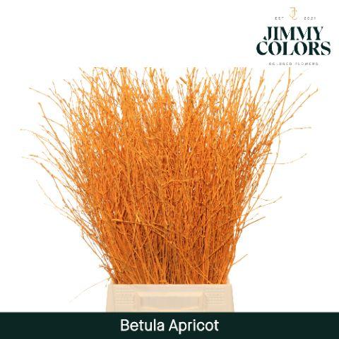 Срезанные цветы оптом Betula paint apricot от 20шт из Голландии с доставкой по России
