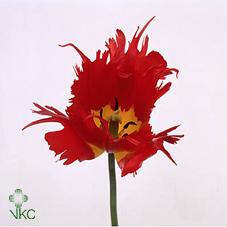 Срезанные цветы оптом Tulipa fr leo от 50шт из Голландии с доставкой по России