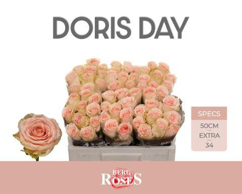 Срезанные цветы оптом Rosa large doris day от 60шт из Голландии с доставкой по России