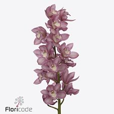 Срезанные цветы оптом Cymbidium pink gerry от 8шт из Голландии с доставкой по России