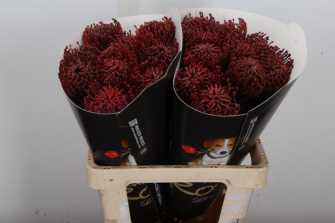 Срезанные цветы оптом Nutans wax aubergine от 20шт из Голландии с доставкой по России