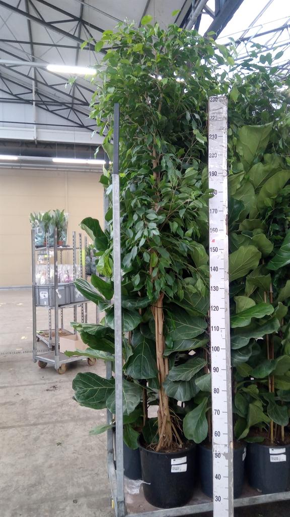 Горшечные цветы и растения оптом Ficus Benja. exotica от 1шт из Голландии с доставкой по России