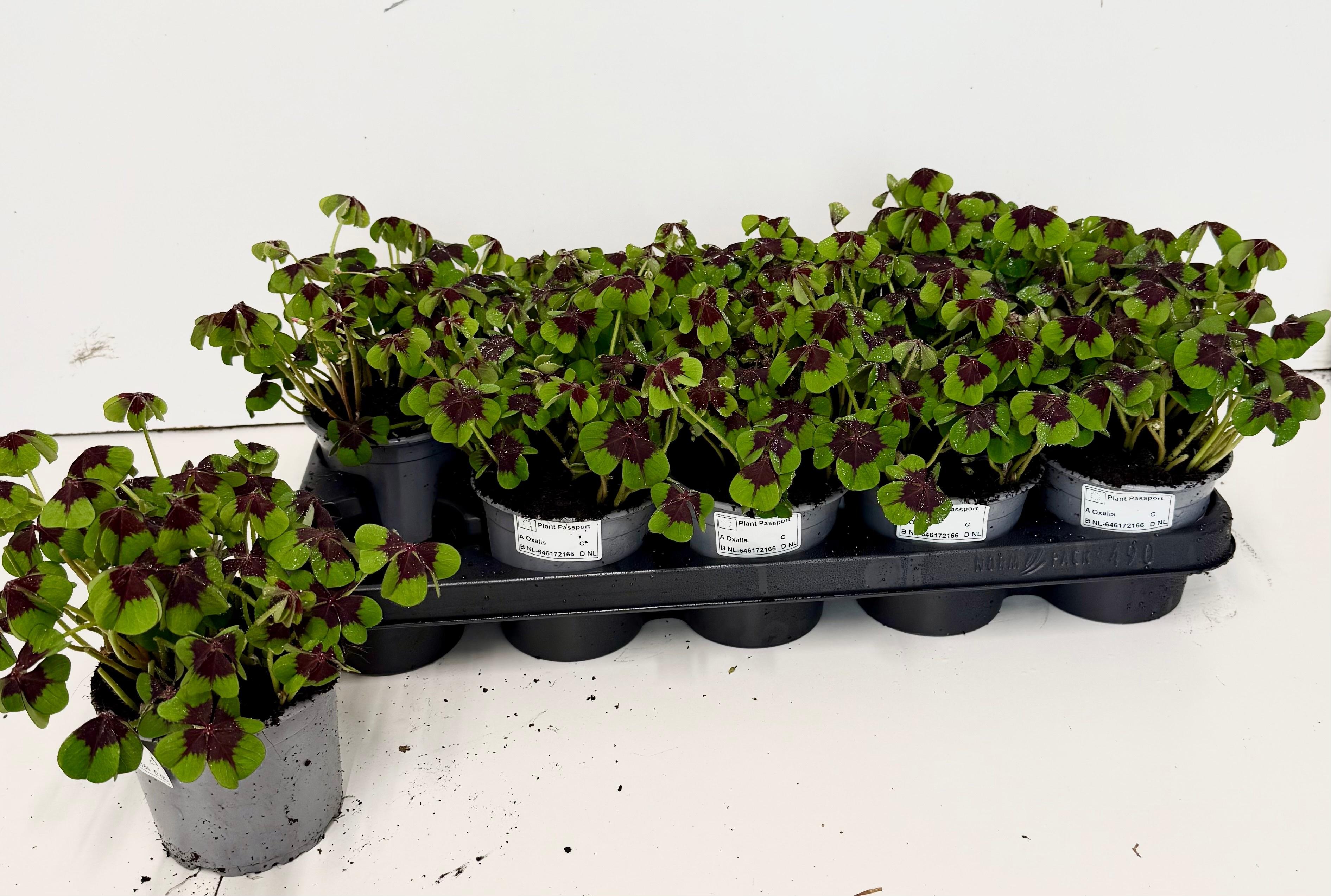 Горшечные цветы и растения оптом Oxalis Deppei от 10шт из Голландии с доставкой по России