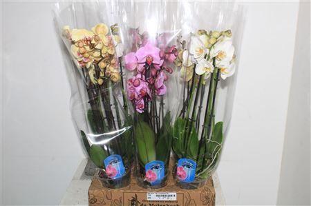 Горшечные цветы и растения оптом Phal Gem 4 Kl 2 Branches 16+ от 6шт из Голландии с доставкой по России