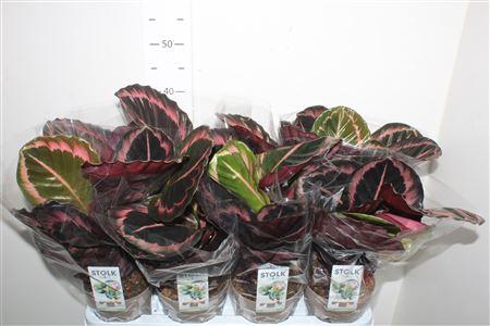 Горшечные цветы и растения оптом Calat Roseop Dottie от 8шт из Голландии с доставкой по России