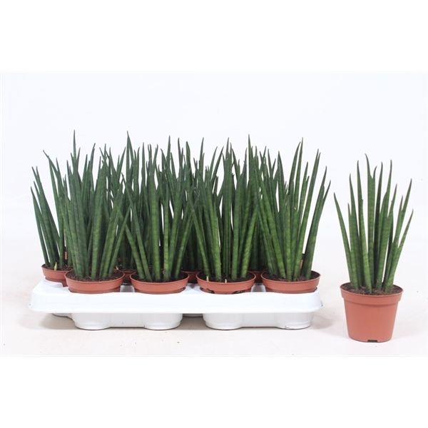 Горшечные цветы и растения оптом Sansevieria Mikado от 16шт из Голландии с доставкой по России