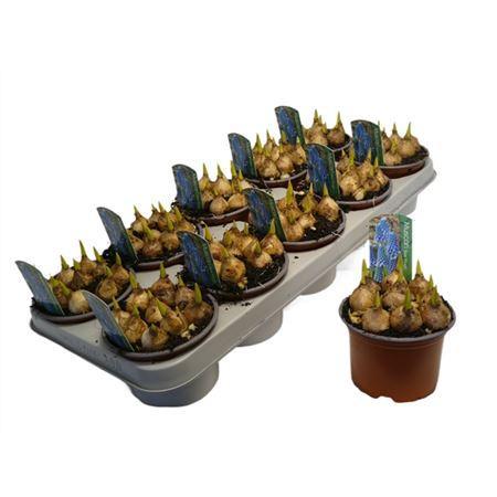 Горшечные цветы и растения оптом Muscari Blue Magic от 10шт из Голландии с доставкой по России