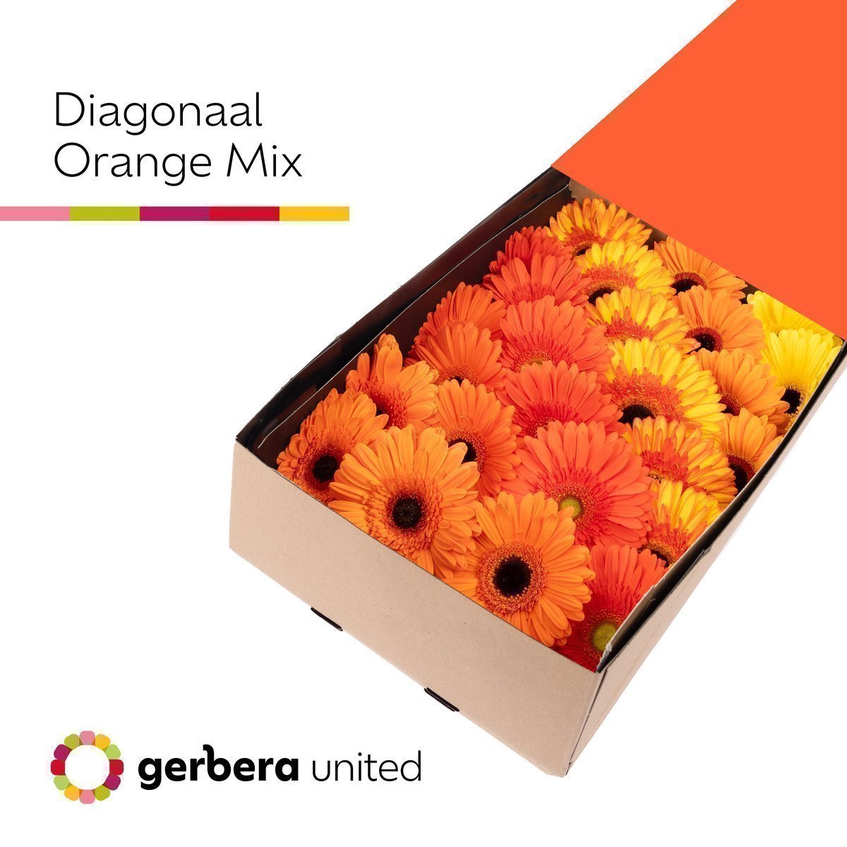 Срезанные цветы оптом Gerbera mix orange от 50шт из Голландии с доставкой по России