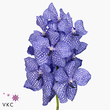 Срезанные цветы оптом Vanda kanchana delft blue от 16шт. из Голландии с доставкой по России