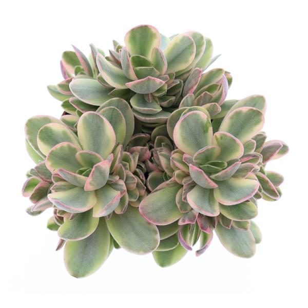 Горшечные цветы и растения оптом Crassula Moneymaker от 12шт (для телеги) из Голландии с доставкой по России