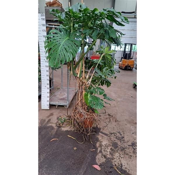 Горшечные цветы и растения оптом Monstera Xxl Luchtwortel 200 от 1шт из Голландии с доставкой по России
