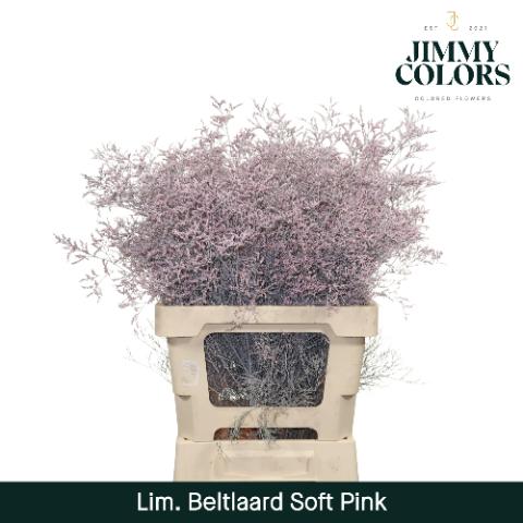 Срезанные цветы оптом Limonium beltlaard paint pink soft от 50шт из Голландии с доставкой по России