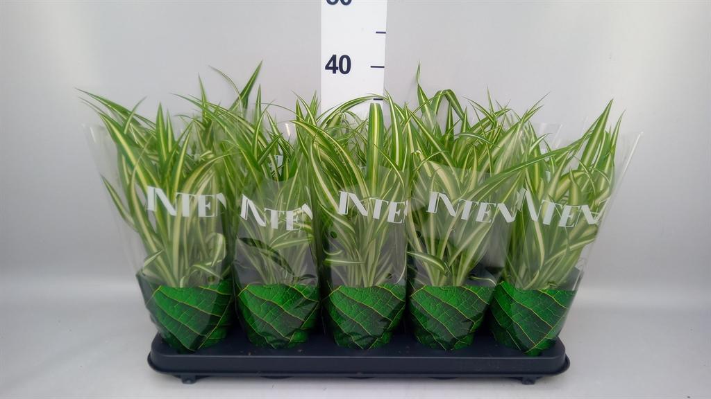 Горшечные цветы и растения оптом Chlorophytum Com. variegatum от 10шт из Голландии с доставкой по России