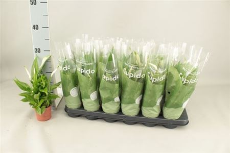 Горшечные цветы и растения оптом Spath Pearl Cupido 3+ от 18шт (для телеги) из Голландии с доставкой по России