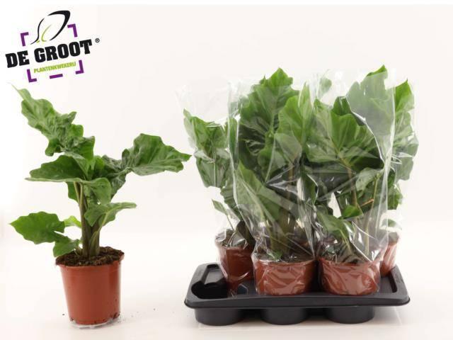 Горшечные цветы и растения оптом Alocasia Low Rider от 6шт (для телеги) из Голландии с доставкой по России