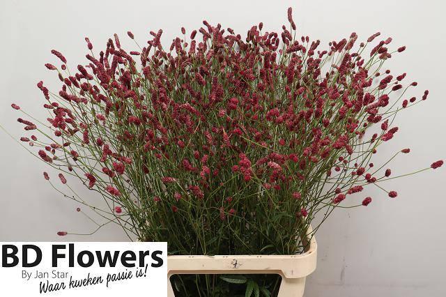 Срезанные цветы оптом Sanguisorba oriental dream от 100шт из Голландии с доставкой по России