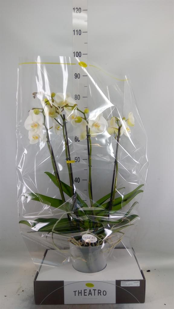 Горшечные цветы и растения оптом Phalaenopsis   ...white от 1шт из Голландии с доставкой по России