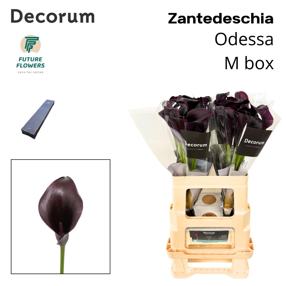 Срезанные цветы оптом Zantedeschia odessa от 20шт из Голландии с доставкой по России