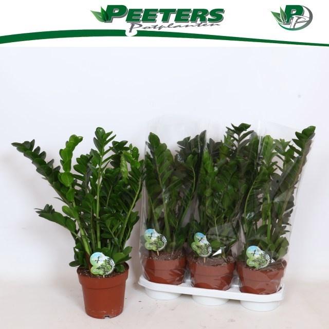 Горшечные цветы и растения оптом Zamio Midori от 3шт из Голландии с доставкой по России