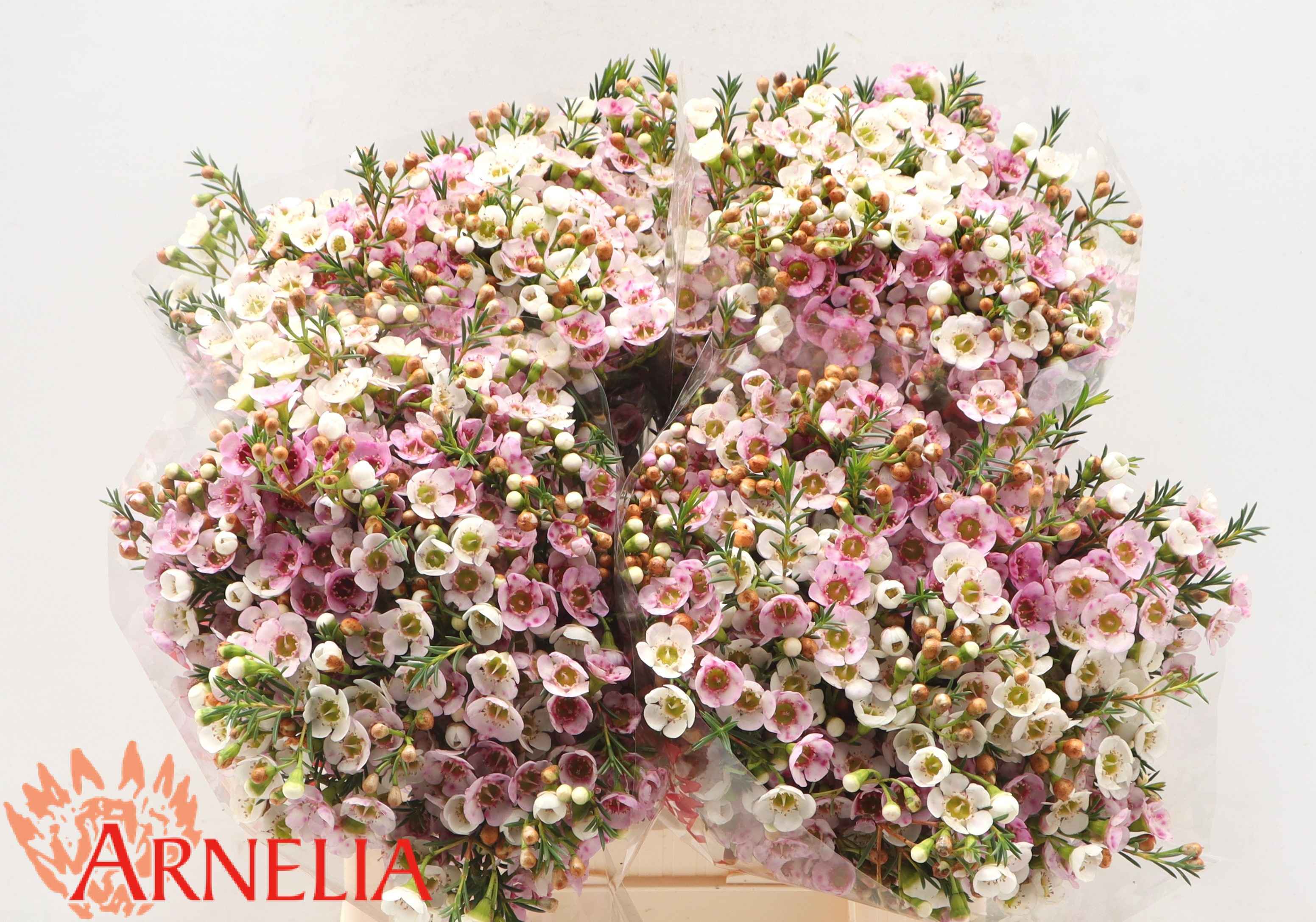 Срезанные цветы оптом Chamelaucium leilani от 125шт из Голландии с доставкой по России