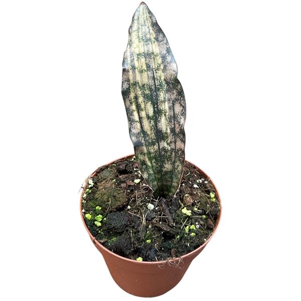 Горшечные цветы и растения оптом Sansevieria Kirkii Coppertone Variegata от 1шт из Голландии с доставкой по России