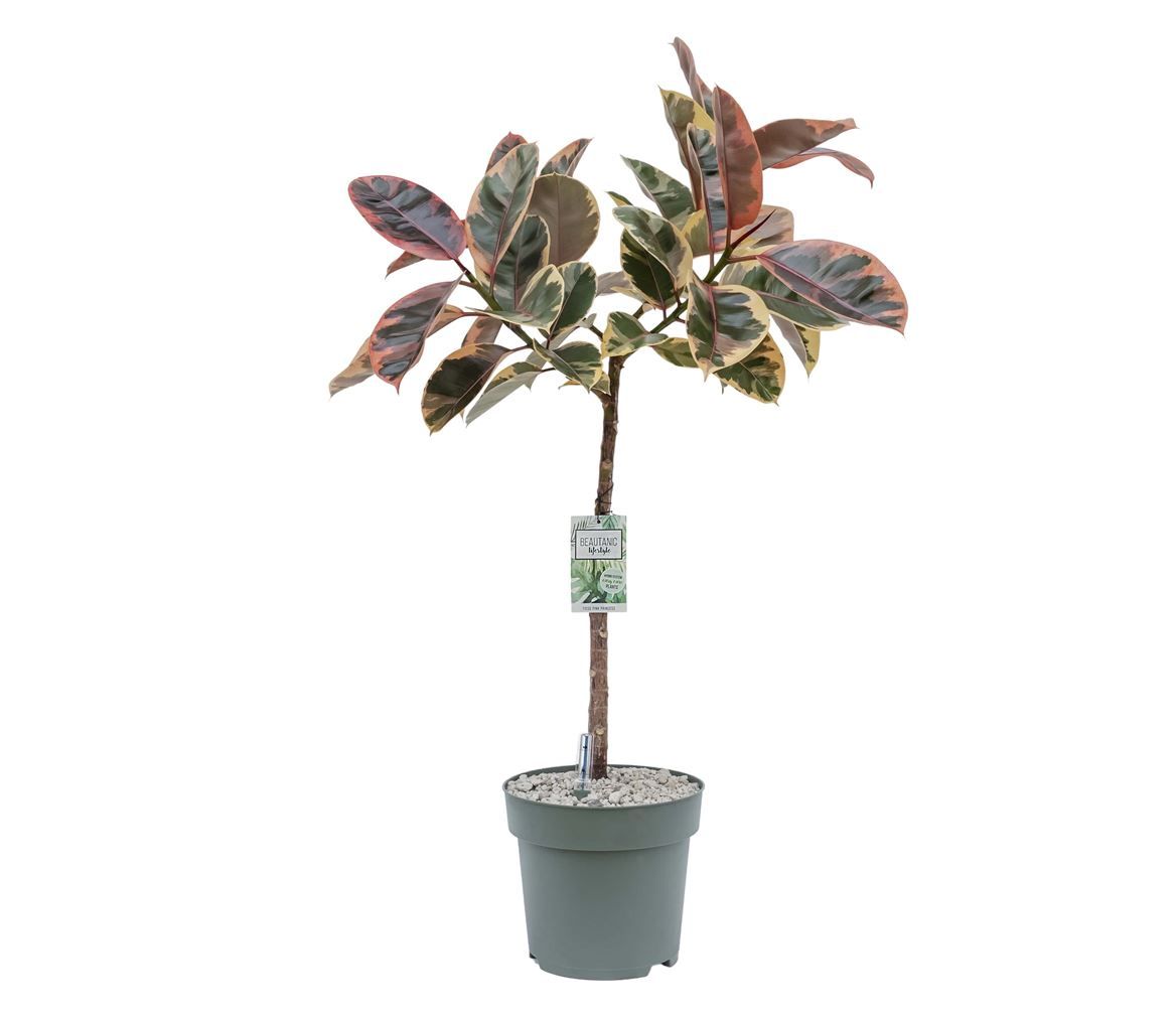 Горшечные цветы и растения оптом Ficus El Pink Princess On Stem от 1шт из Голландии с доставкой по России