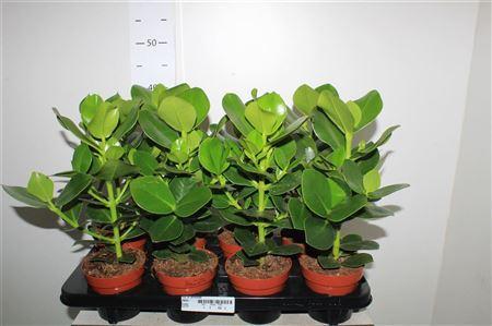 Горшечные цветы и растения оптом Clusia Princess от 8шт из Голландии с доставкой по России