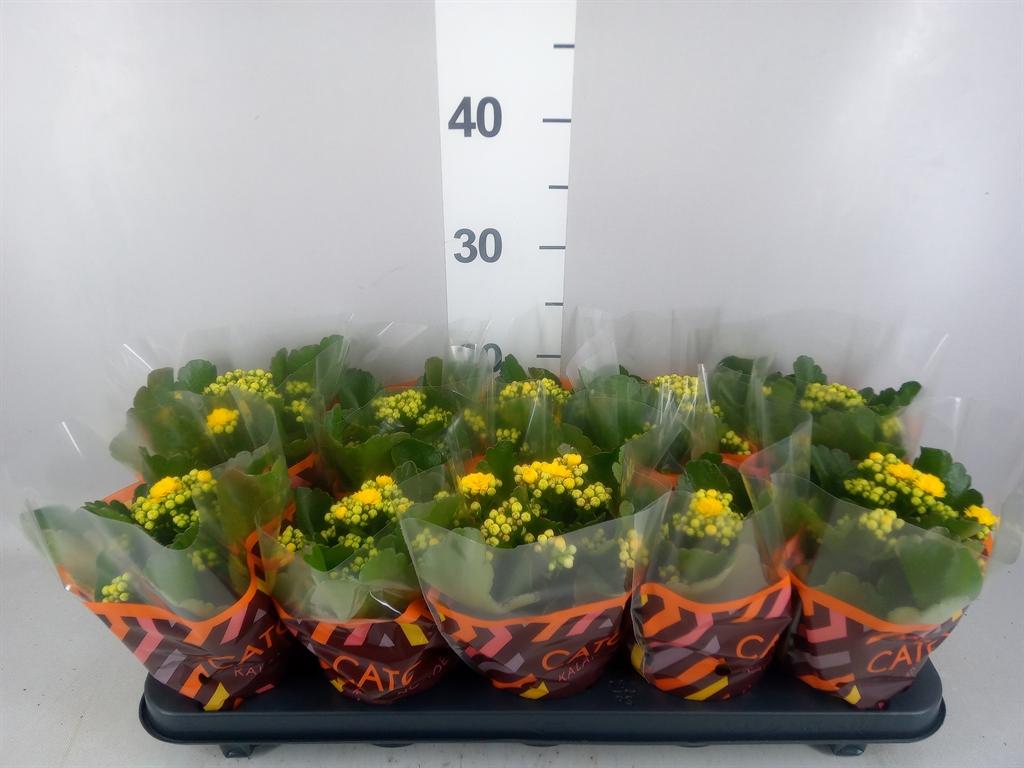 Горшечные цветы и растения оптом Kalanchoe Blos. rosdon Amaril от 10шт из Голландии с доставкой по России