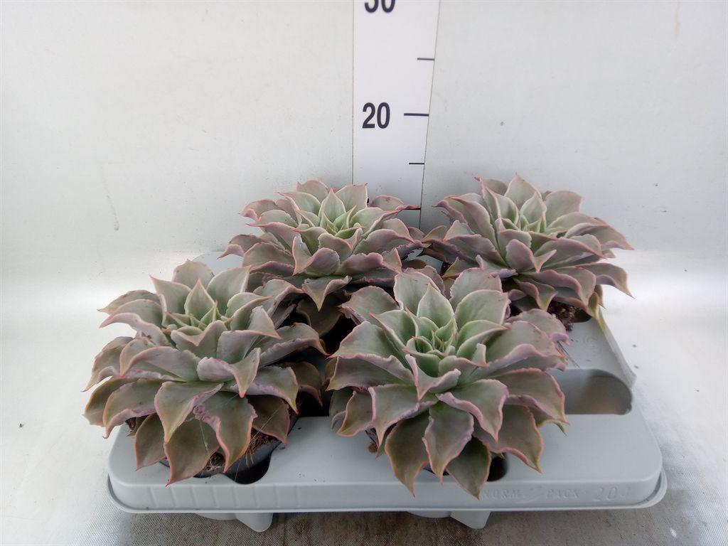 Горшечные цветы и растения оптом Echeveria   ... от 4шт из Голландии с доставкой по России