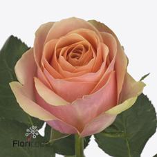 Срезанные цветы оптом Rosa large dividend от 40шт из Голландии с доставкой по России