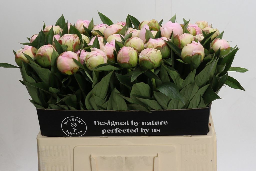 Срезанные цветы оптом Paeonia florence nicholls от 40шт из Голландии с доставкой по России