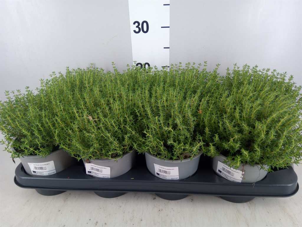 Горшечные цветы и растения оптом Thymus Vulgaris compactus от 8шт из Голландии с доставкой по России
