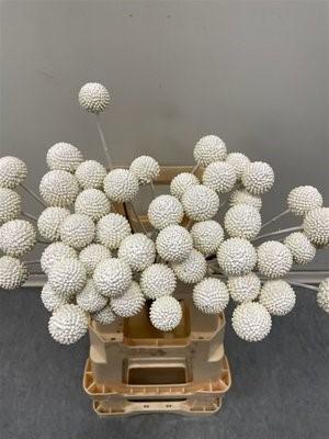 Срезанные цветы оптом Craspedia paint white от 200шт. из Голландии с доставкой по России
