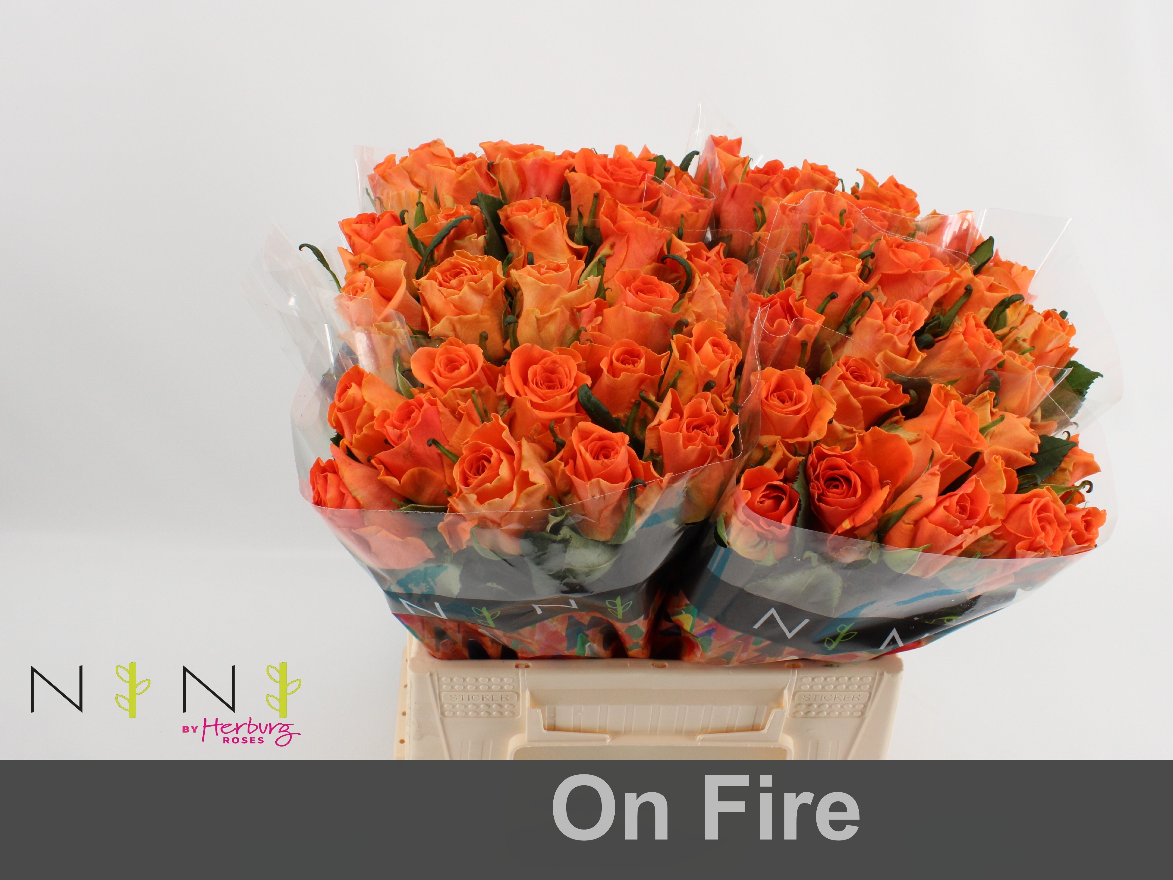 Срезанные цветы оптом Rosa large on fire от 60шт из Голландии с доставкой по России