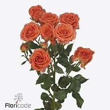 Срезанные цветы оптом Rosa spray airya от 50шт из Голландии с доставкой по России