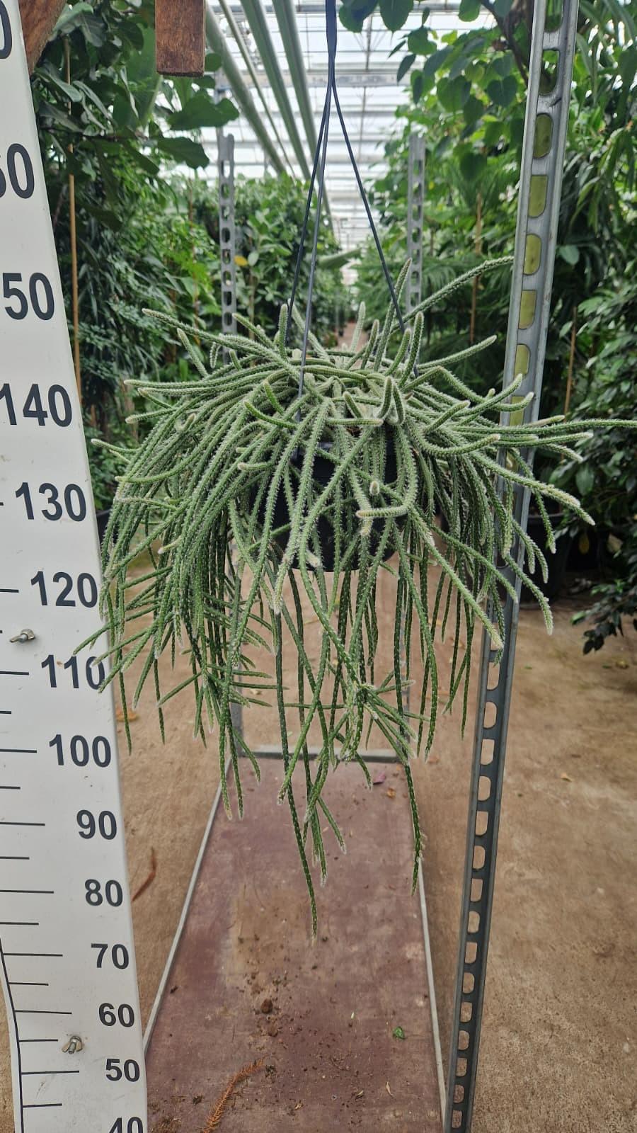 Горшечные цветы и растения оптом Rhipsalis Horrida Hangplant Xl от 2шт из Голландии с доставкой по России