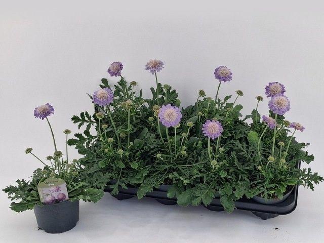 Горшечные цветы и растения оптом Scab Co Butterfly Bl от 8шт из Голландии с доставкой по России