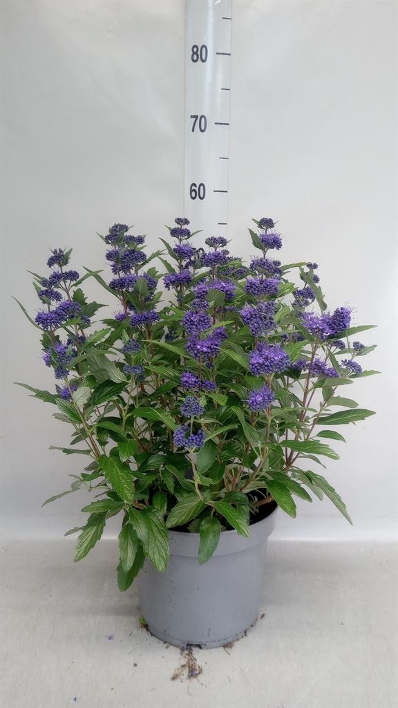 Горшечные цветы и растения оптом Caryopteris Clandon. от 1шт из Голландии с доставкой по России