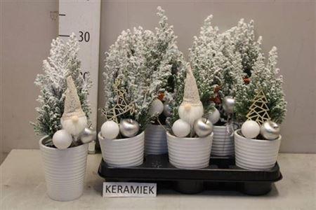 Горшечные цветы и растения оптом Cham L Ellwoodii Deco от 8шт (для телеги) из Голландии с доставкой по России