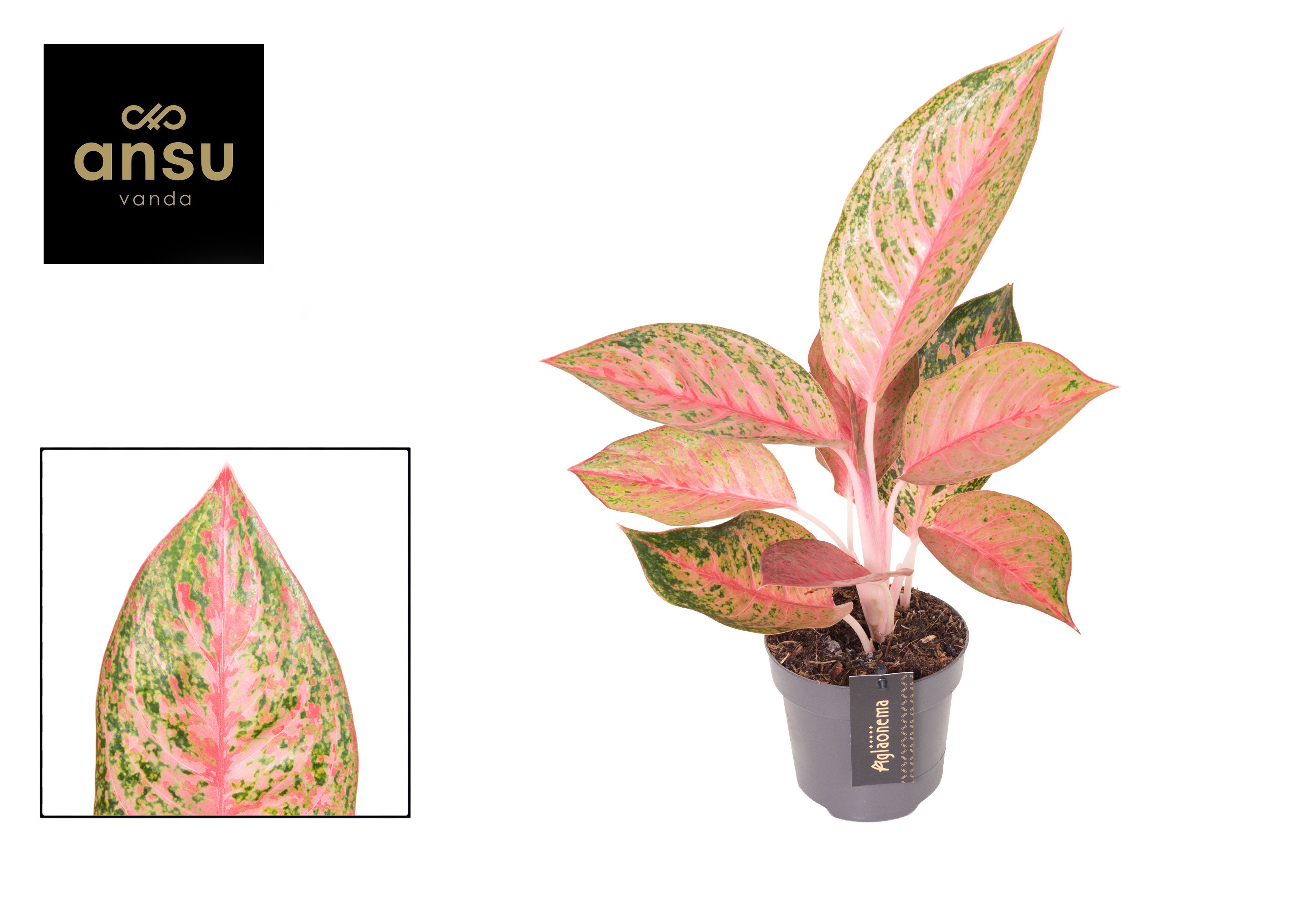 Горшечные цветы и растения оптом Aglaonema Tango Pink от 6шт из Голландии с доставкой по России