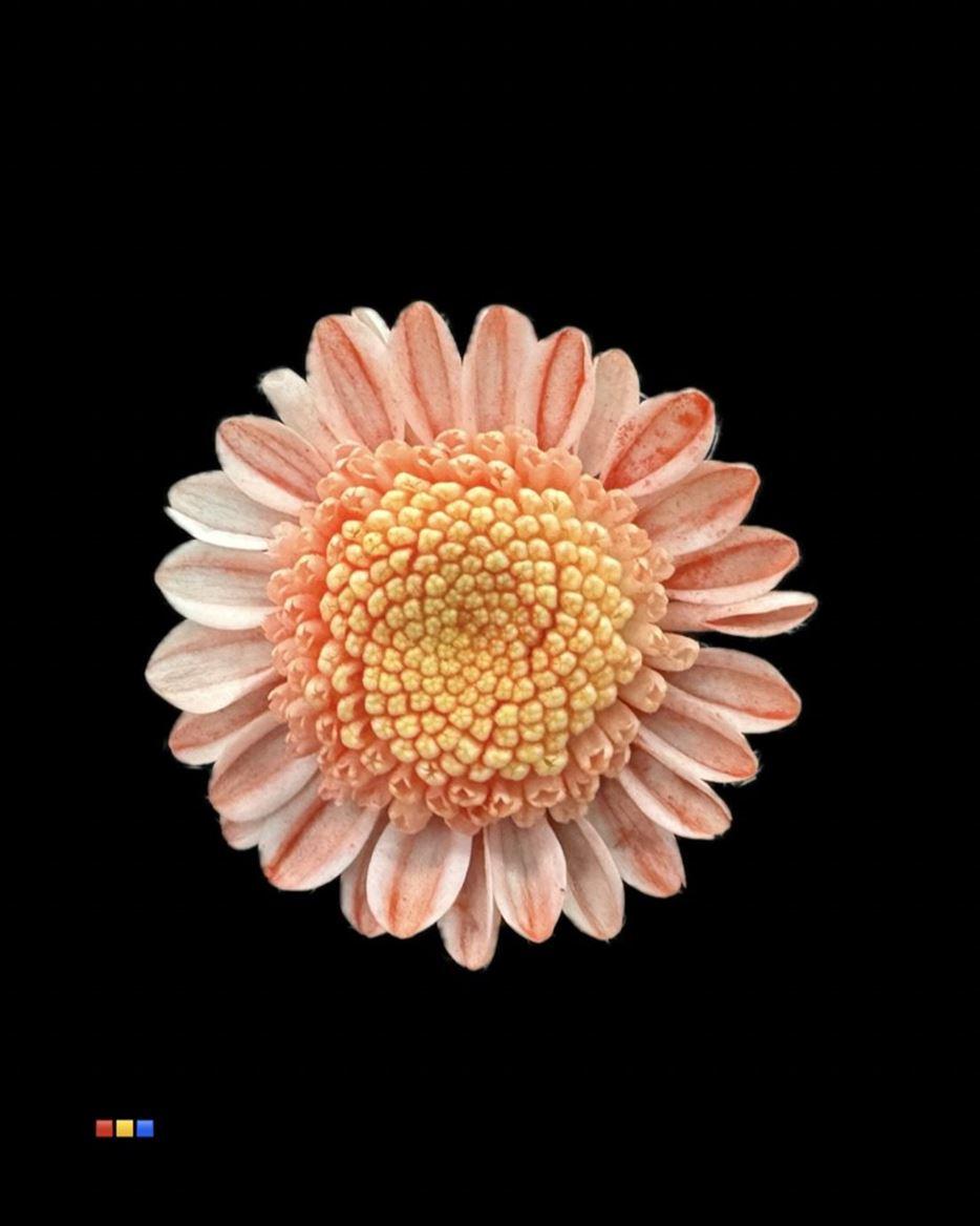 Срезанные цветы оптом Chrys sp paint stallion dusty red от 60шт из Голландии с доставкой по России