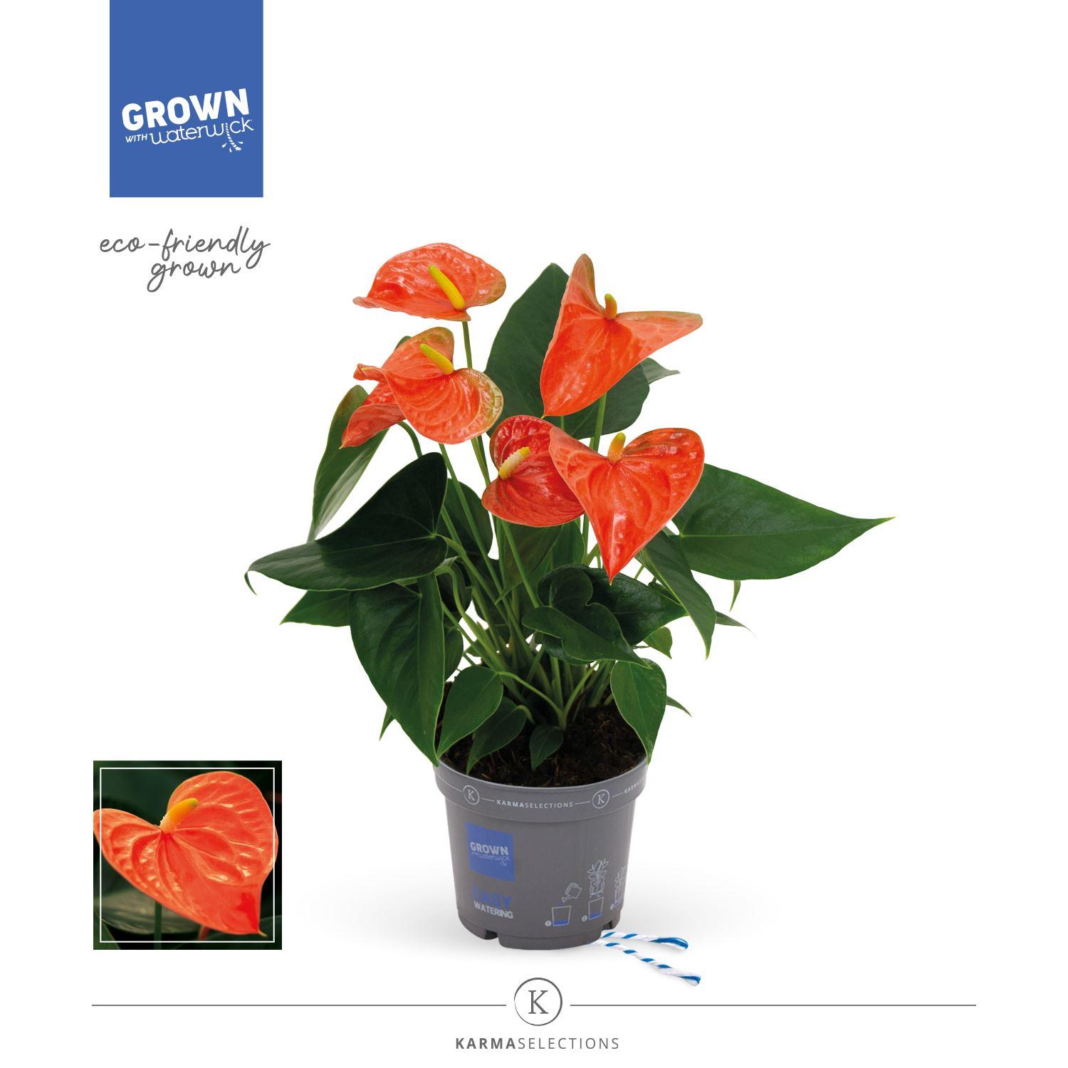 Горшечные цветы и растения оптом Anthurium Andr. orange King от 10шт из Голландии с доставкой по России