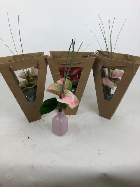 Срезанные цветы оптом Anthurium love mix от 10шт из Голландии с доставкой по России