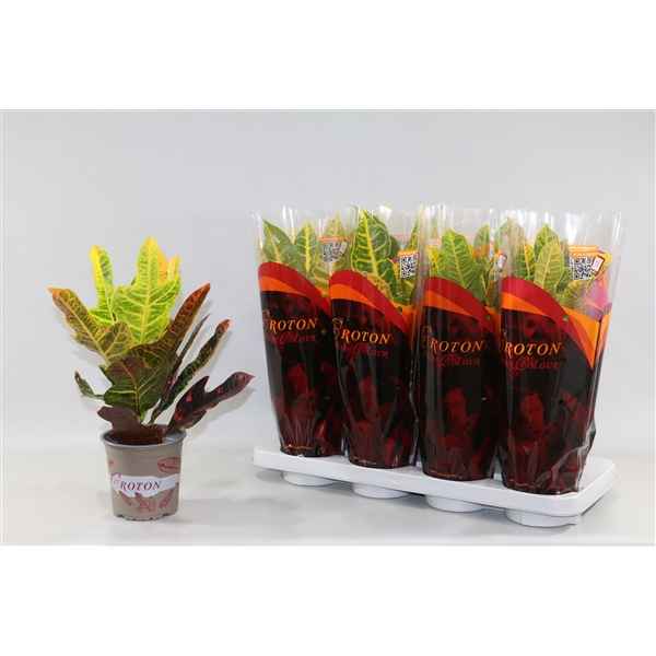 Горшечные цветы и растения оптом Codiaeum Mix 2 Types In Sleeve от 8шт из Голландии с доставкой по России
