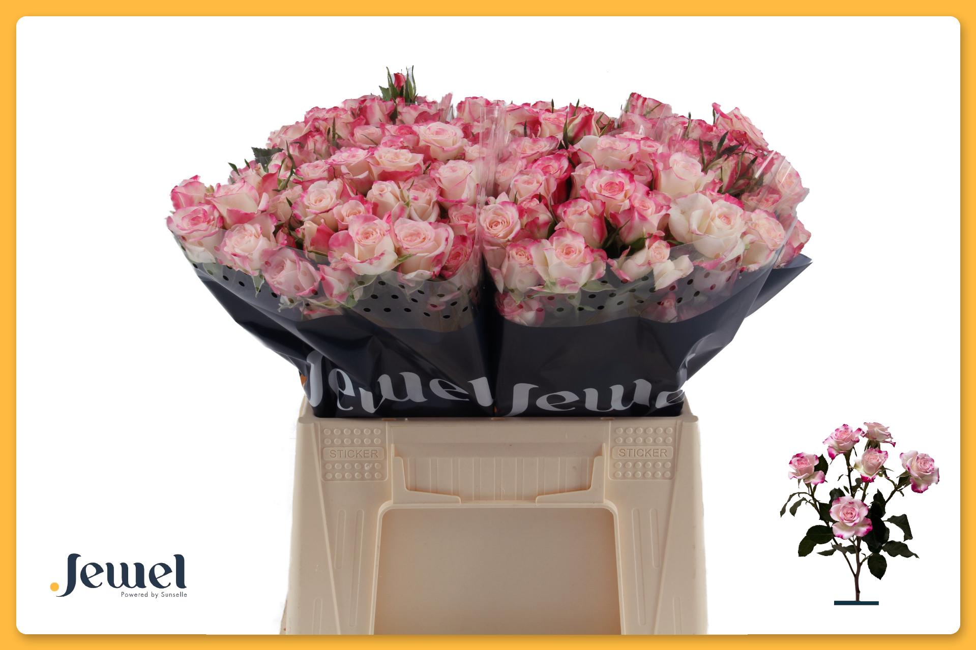 Срезанные цветы оптом Rosa spray reflex от 40шт из Голландии с доставкой по России